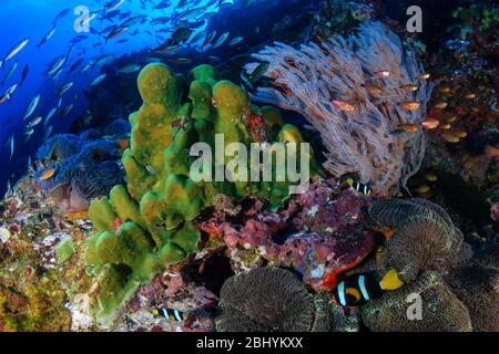 A family of cute Clownfish (Clark's Anemonefish) surrounded by tropical fish on a healthy, colorful coral reef Stock Photo