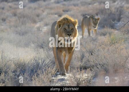 Kalahari lions, Kgalagadi transfrontier park, South Africa Stock Photo