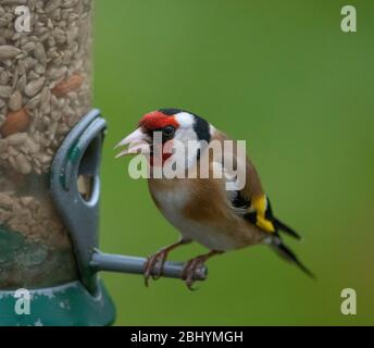 London, UK. 28 April 2020. Heavy rain falls in London, a Goldfinch sits on a bird feeder against a green lawn backdrop. Credit: Malcolm Park/Alamy Live News. Stock Photo