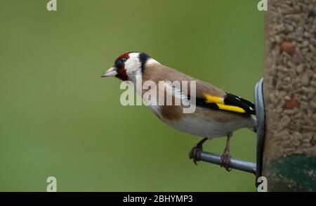 London, UK. 28 April 2020. Heavy rain falls in London, a Goldfinch sits on a bird feeder against a green lawn backdrop. Credit: Malcolm Park/Alamy Live News. Stock Photo