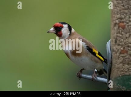 London, UK. 28 April 2020. Heavy rain falls in London, a Goldfinch sits on a bird feeder against a green lawn backdrop. Credit: Malcolm Park/Alamy Live News. Stock Photo