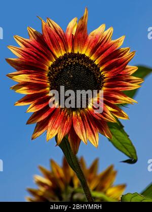 Blossom of a sunflower, Helianthus annuus, against a blue sky. Stock Photo