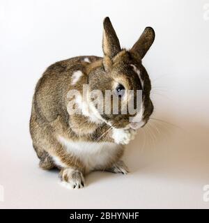 A rabbit, a pygmy rabbit, an agouti Netherland Dwarf isolated against white background. Stock Photo