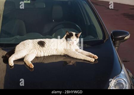 Lazy sleepy cat lying on the car Stock Photo