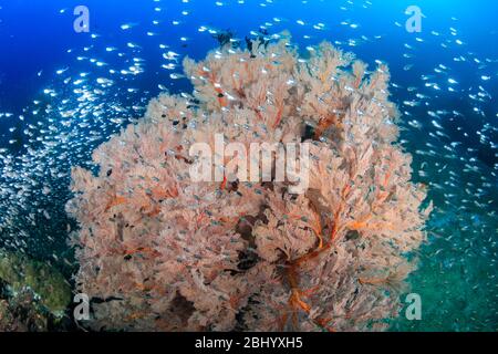 Glassfish around beautiful, fragile seafans on a healthy thriving tropical coral reef Stock Photo