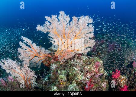 Glassfish around beautiful, fragile seafans on a healthy thriving tropical coral reef Stock Photo