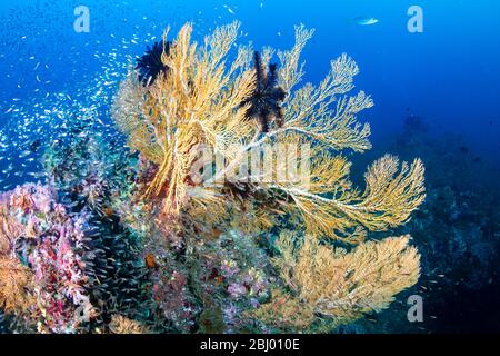 Beautiful multi-colored, fragile sea fans on a healthy tropical coral reef in Asia Stock Photo