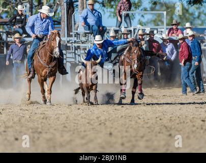 Team steer wrestling rodeo event with cowboy leaping from his horse onto the running steer at the Mareeba Rodeo in Australia. Stock Photo