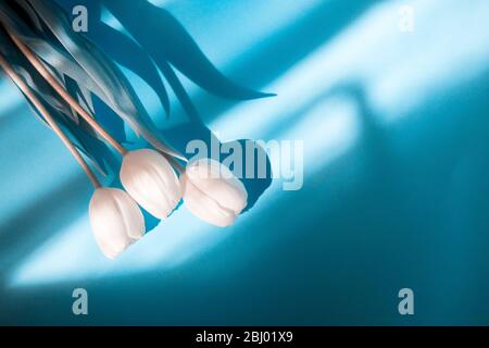 Overhead view bouquet of white tulips on blue background with shadows. Daylight. Blue color filter Stock Photo