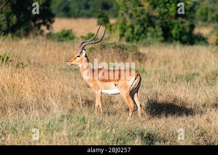 side profile of a single Impala in the Masai Mara, Kenya Stock Photo