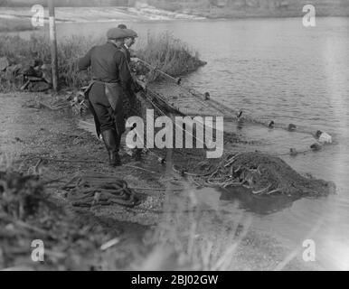 Salmon netting in Totes weir on the River Dart Stock Photo