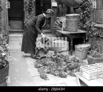 Game for wounded soldiers - sorting them at Pickering Place. Stock Photo