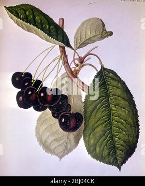 The Waterloo Cherry named after the battle and raised by the first English planter breeder Thomas Andrew Knight of Downton Herefordshire Stock Photo