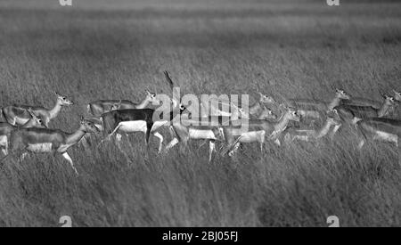 The image of Blackbuck (Antilope cervicapra) was taken in Velavadar natonal park, Gujarat, India, asia Stock Photo