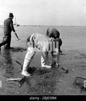 Cocklers at work on Maplin Sands. Note the warm clothing. Stock Photo