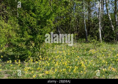 Mass of Cowslips, Primula veris, growing in a woodland glade in Spring, UK Stock Photo