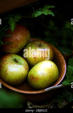 Small wooden bowl of Cox's orange pippins apples outdoors - Stock Photo