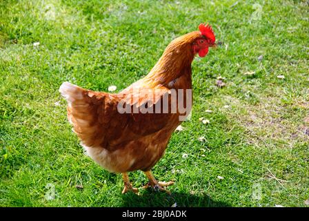 Really free-range hens roaming on stoat and fox free island off Scottish coast. - Stock Photo