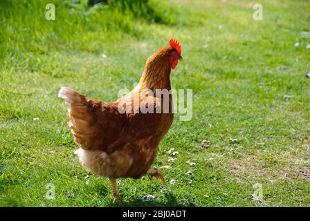 Really free-range hens roaming on stoat and fox free island off Scottish coast. - Stock Photo