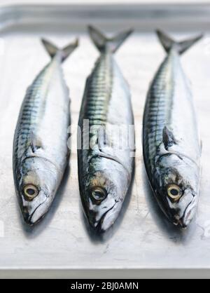 Three whole raw fresh mackerel - Stock Photo
