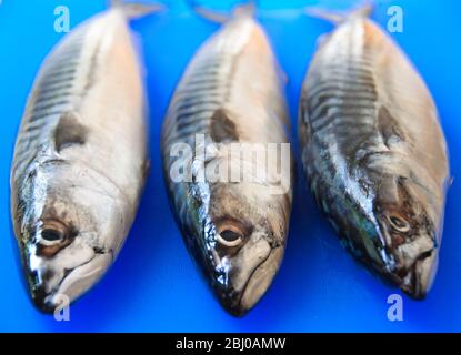 Three fresh whole mackerel on blue fish chopping board - Stock Photo