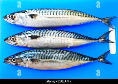 Three fresh whole mackerel on blue fish chopping board - Stock Photo