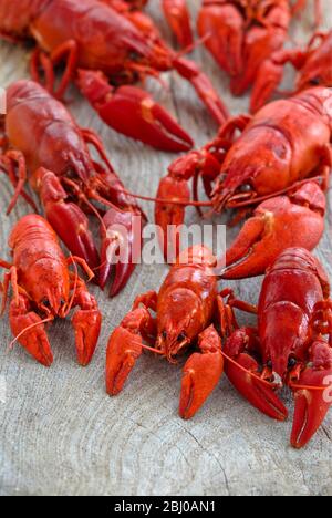 Fresh boiled red crayfish on wooden board - Stock Photo