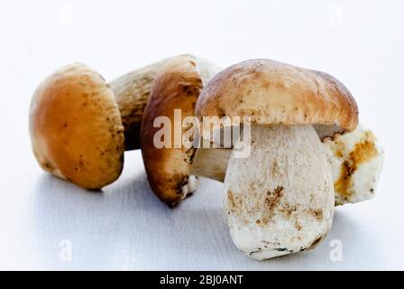 Fresh young porcini (Penny Bun) mushrooms on white background - Stock Photo