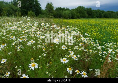 Green meadow with lots of daisies in summer Stock Photo