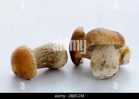 Whole fresh raw wild Penny Bun mushrooms on white surface - Stock Photo