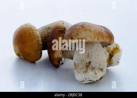 Whole fresh raw wild Penny Bun mushrooms on white surface - Stock Photo