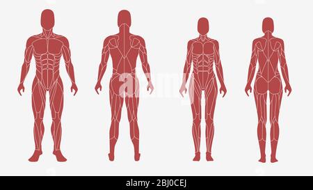 Male and female body in an anatomic, muscular illustration Stock Vector