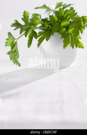 Bunch of flat parsley in small ceramic cup - Stock Photo