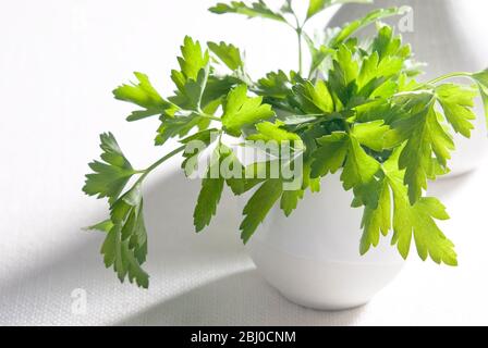 Bunch of flat parsley in small ceramic cup - Stock Photo