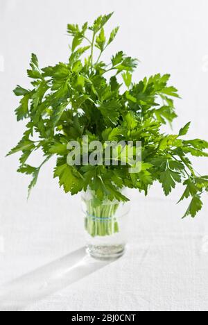 Bunch of flat parsley in small ceramic cup - Stock Photo