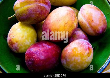Green pottery bowl of freshly gathered Victoria plums - Stock Photo