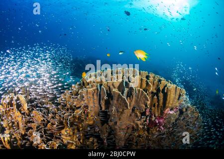 Tropical fish and glassfish around thriving, colorful hard corals on a tropical coral reef system in Thailand Stock Photo