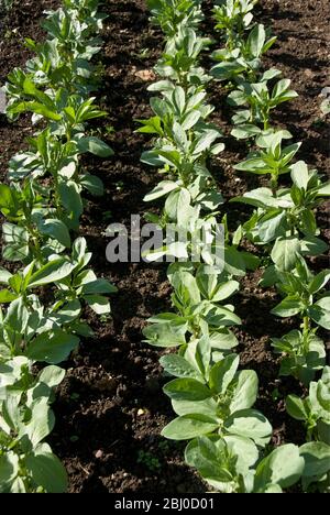 Young broad bean plants in rows in well tended vegetable plot. - Stock Photo