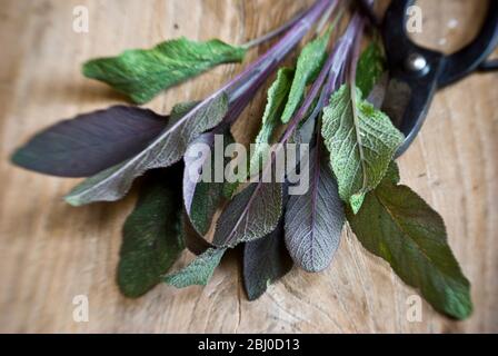 Freshly cut sprig of purple sage leaves on old wooden surface, with Japanese scissors - Stock Photo