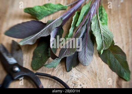 Freshly cut sprig of purple sage leaves on old wooden surface, with Japanese scissors - Stock Photo