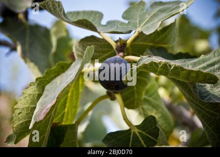 Ripe figs growing on trees in bright Cyprus sunshine - Stock Photo