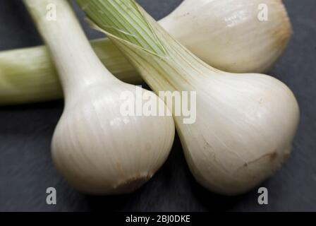 Three fresh salad onions on black surface - Stock Photo