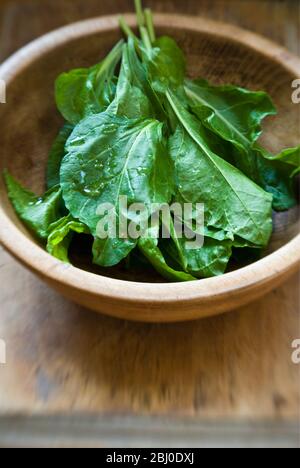 Freshly picked and washed spinach leaves in wooden bowl - Stock Photo