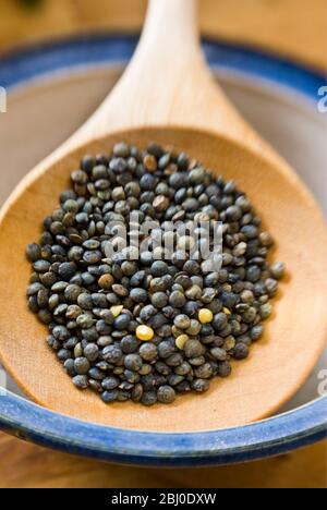 Small blue-green puy lentil on wooden spoon - Stock Photo