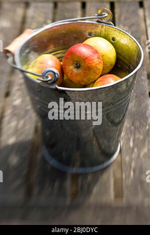 Small cox's orange pippins apples in tin bucket on garden table - Stock Photo