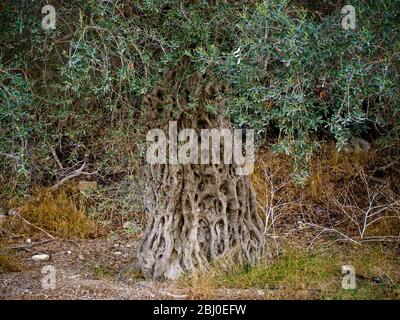 Large old olive tree in southern Cyprus - Stock Photo