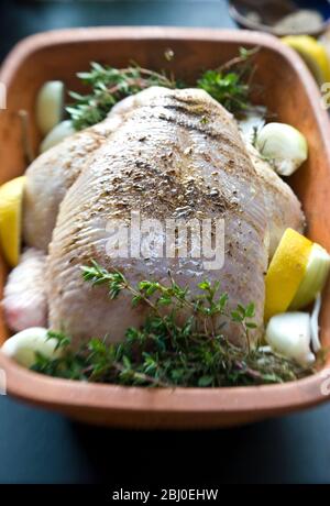 Organic chicken in chicken 'brick' with lemon wedges, fresh thyme, onions, spices, white wine and olive oil, before being put into oven - Stock Photo