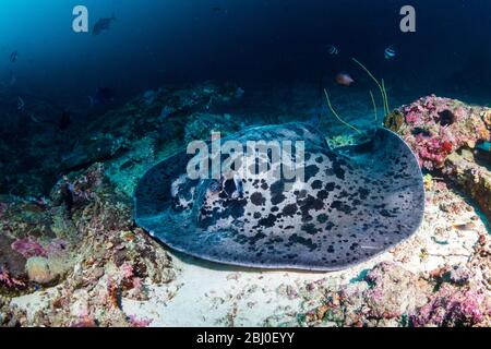 A huge Marbled Ray ( blotched fantail ray ) swimming on a deep, colorful tropical coral reef in Thailand's Similan Islands Stock Photo