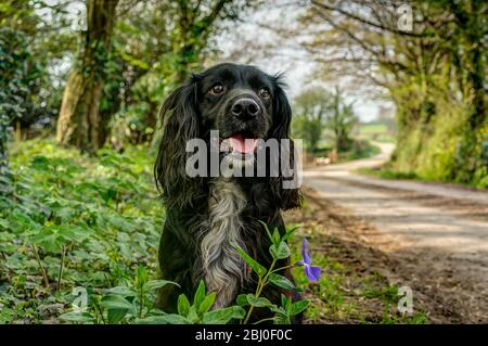 A candid portrait of a black pedigree Sprocker (Spaniel) dog named Basil, sharply rendered, isolated against a blurred background of a sunny farm lane Stock Photo