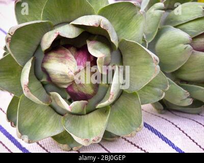 Freshly picked globe artichokes, - Stock Photo